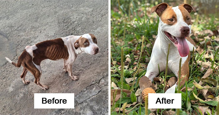 This Pit Bull’s Before-And-After Photos Show What Love And Patience Can Do