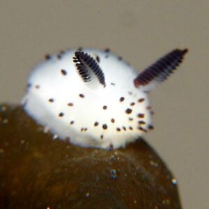 elishaoloyede82 avatar