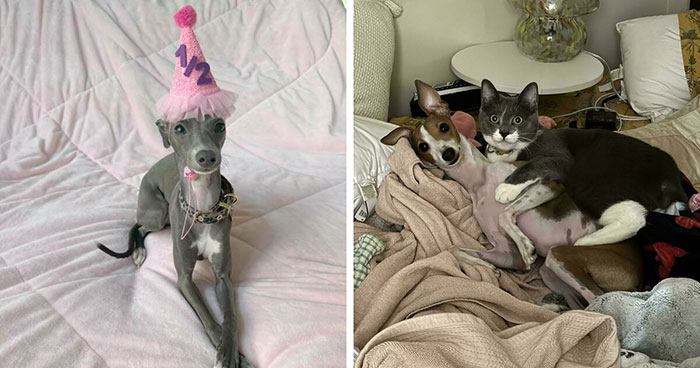 48 Funny Photos That Prove Italian Greyhounds Are Just Fancy Noodles With Anxiety