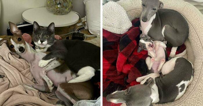 48 Adorably Silly Images Of Italian Greyhounds That Prove Why Everyone Is Obsessed With Them