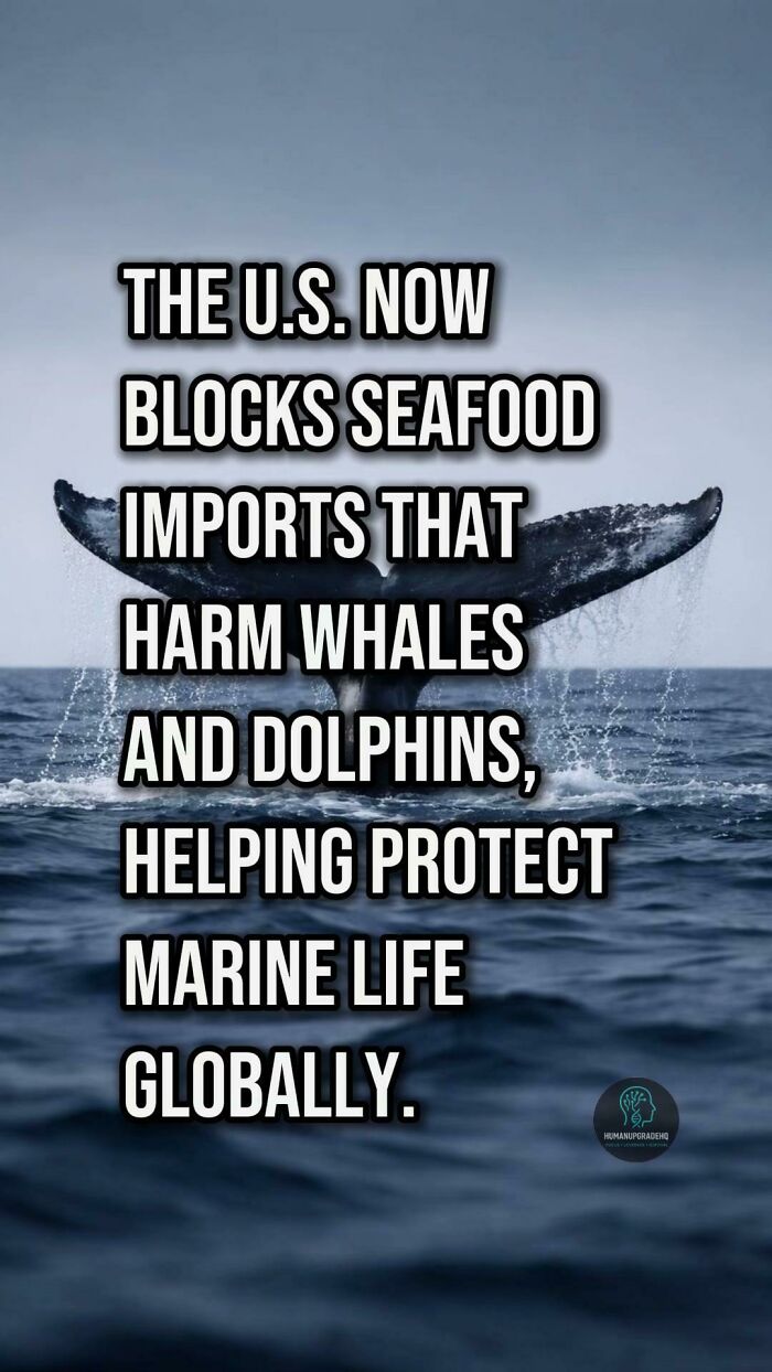 Whale tail above ocean surface with text about U.S. blocking seafood imports to protect marine life globally, good things recently.