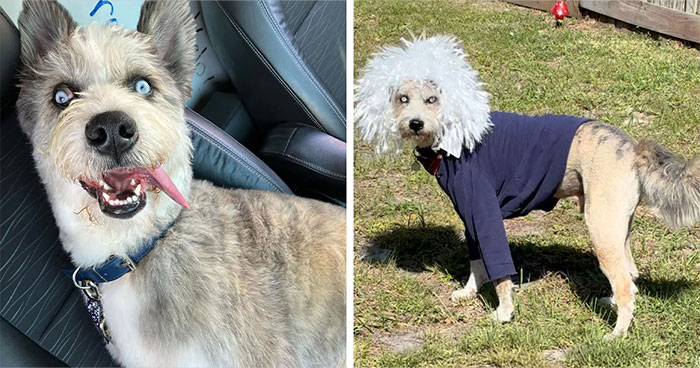 Disabled Dog Named Einstein Found Love And Care In His Forever Home