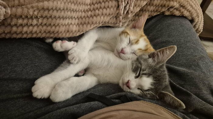 30 Heart-Melting Stories Which Prove That The Cat Chooses Its Parent, Not The Other Way Round