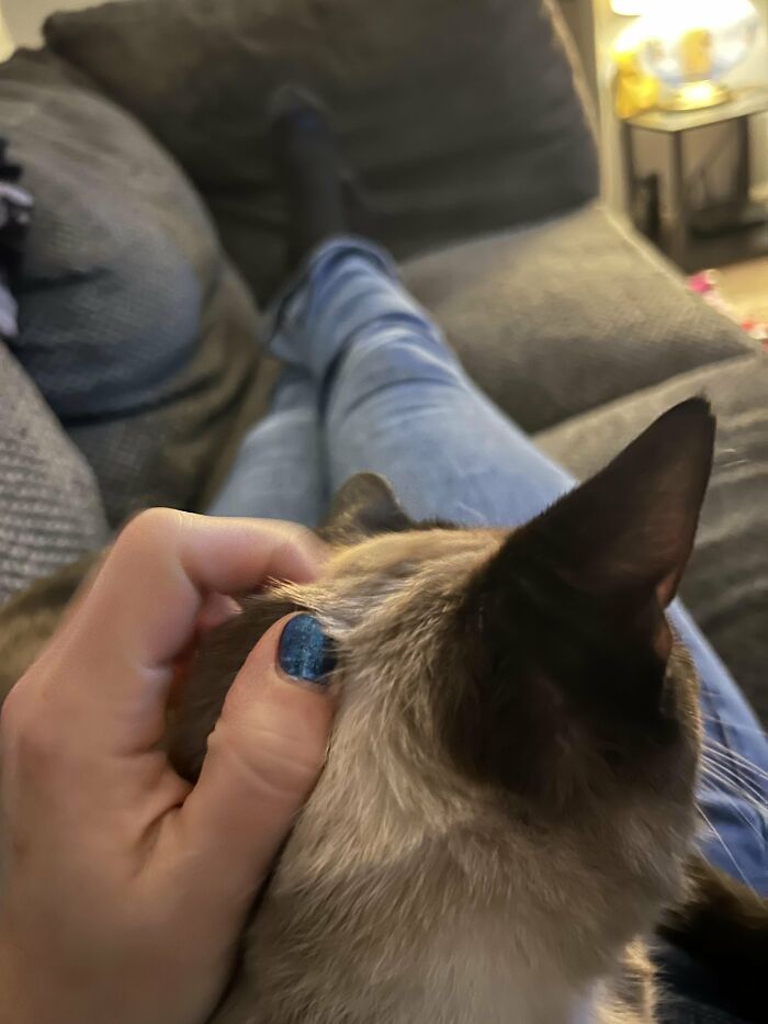 30 Heart-Melting Stories Which Prove That The Cat Chooses Its Parent, Not The Other Way Round