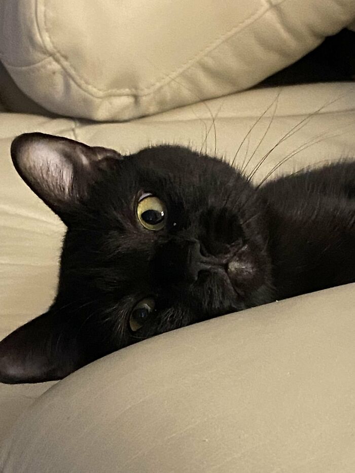 30 Heart-Melting Stories Which Prove That The Cat Chooses Its Parent, Not The Other Way Round