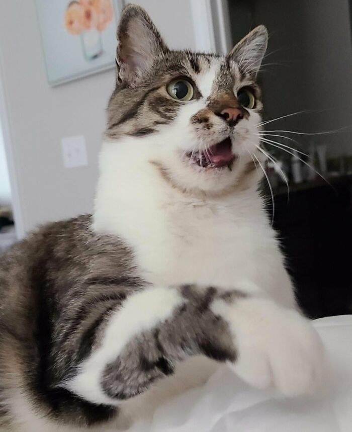 30 Heart-Melting Stories Which Prove That The Cat Chooses Its Parent, Not The Other Way Round