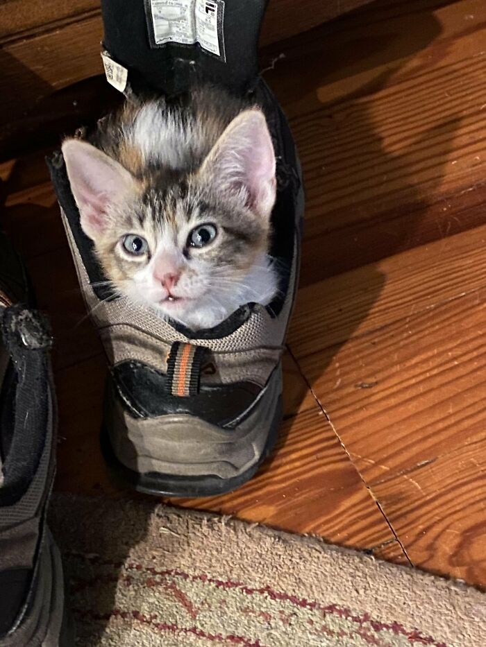 30 Heart-Melting Stories Which Prove That The Cat Chooses Its Parent, Not The Other Way Round