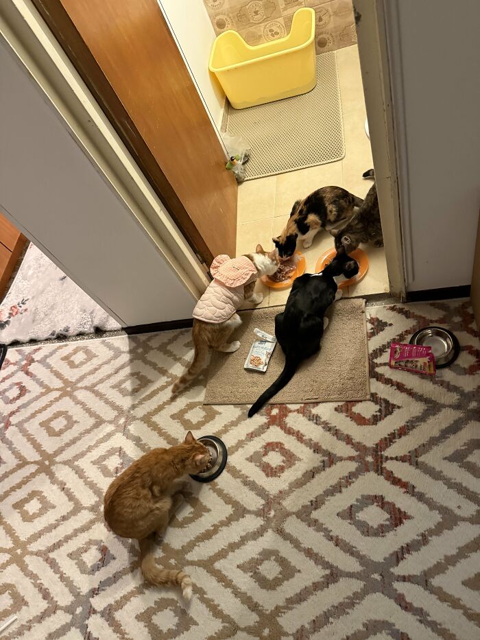 30 Heart-Melting Stories Which Prove That The Cat Chooses Its Parent, Not The Other Way Round