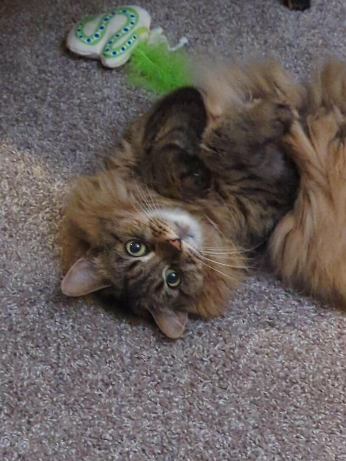 30 Heart-Melting Stories Which Prove That The Cat Chooses Its Parent, Not The Other Way Round