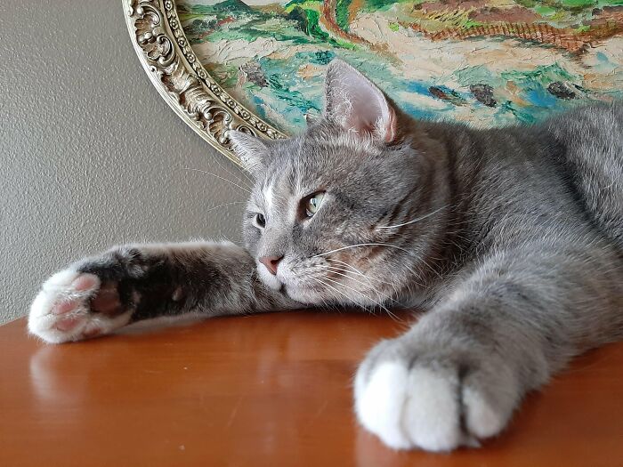 30 Heart-Melting Stories Which Prove That The Cat Chooses Its Parent, Not The Other Way Round