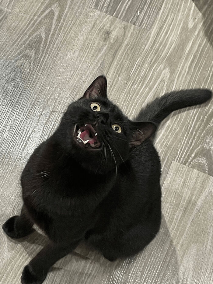 30 Heart-Melting Stories Which Prove That The Cat Chooses Its Parent, Not The Other Way Round