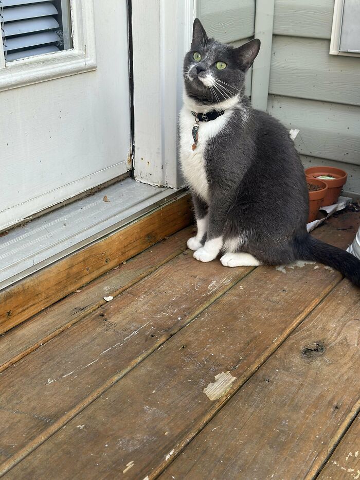 30 Heart-Melting Stories Which Prove That The Cat Chooses Its Parent, Not The Other Way Round