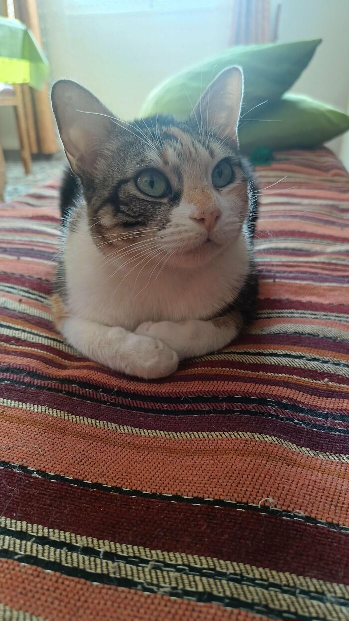 30 Heart-Melting Stories Which Prove That The Cat Chooses Its Parent, Not The Other Way Round