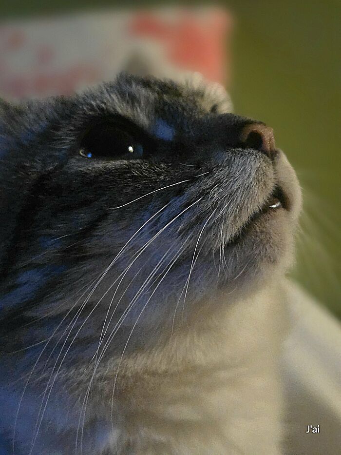 30 Heart-Melting Stories Which Prove That The Cat Chooses Its Parent, Not The Other Way Round