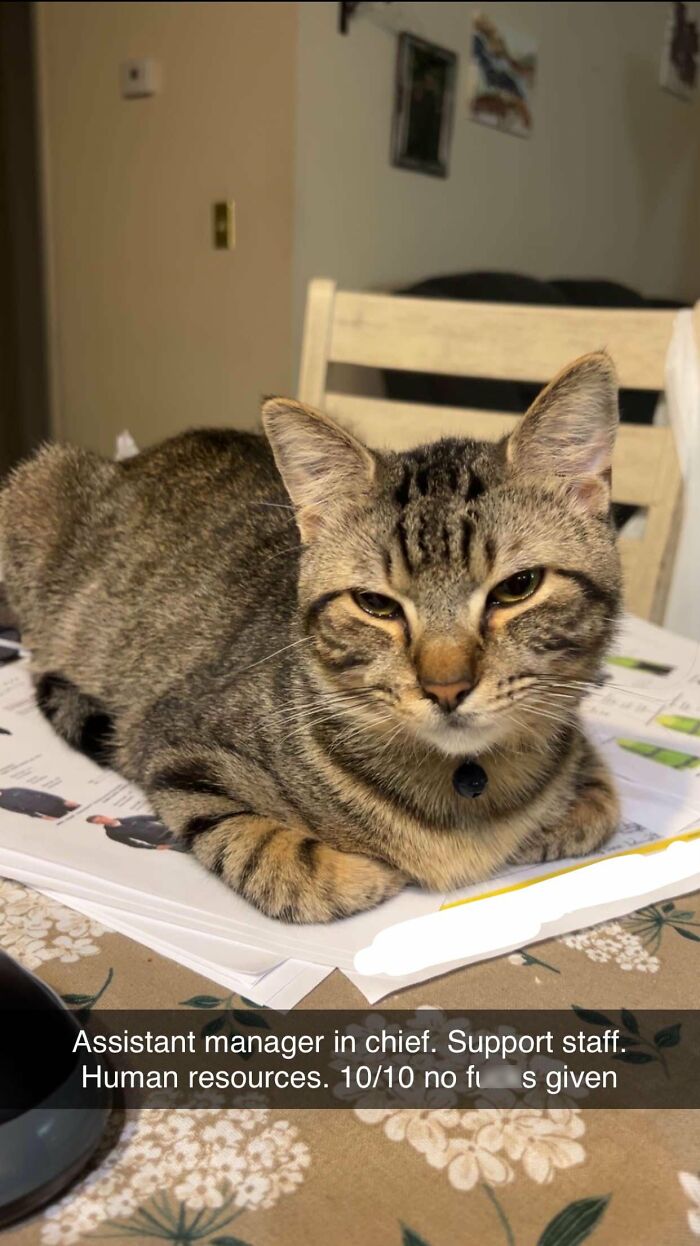 30 Heart-Melting Stories Which Prove That The Cat Chooses Its Parent, Not The Other Way Round