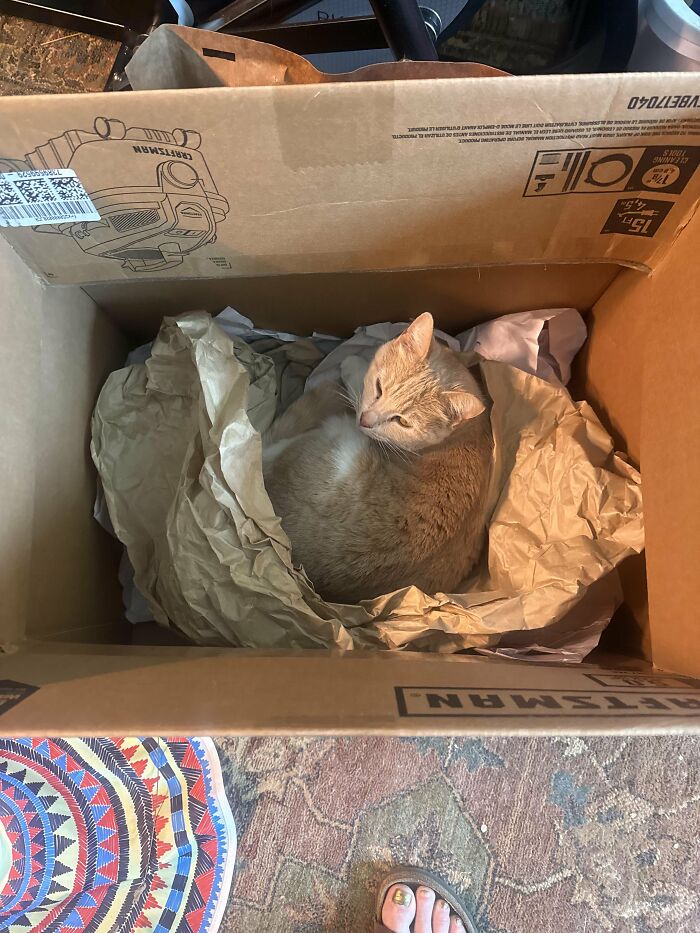 30 Heart-Melting Stories Which Prove That The Cat Chooses Its Parent, Not The Other Way Round