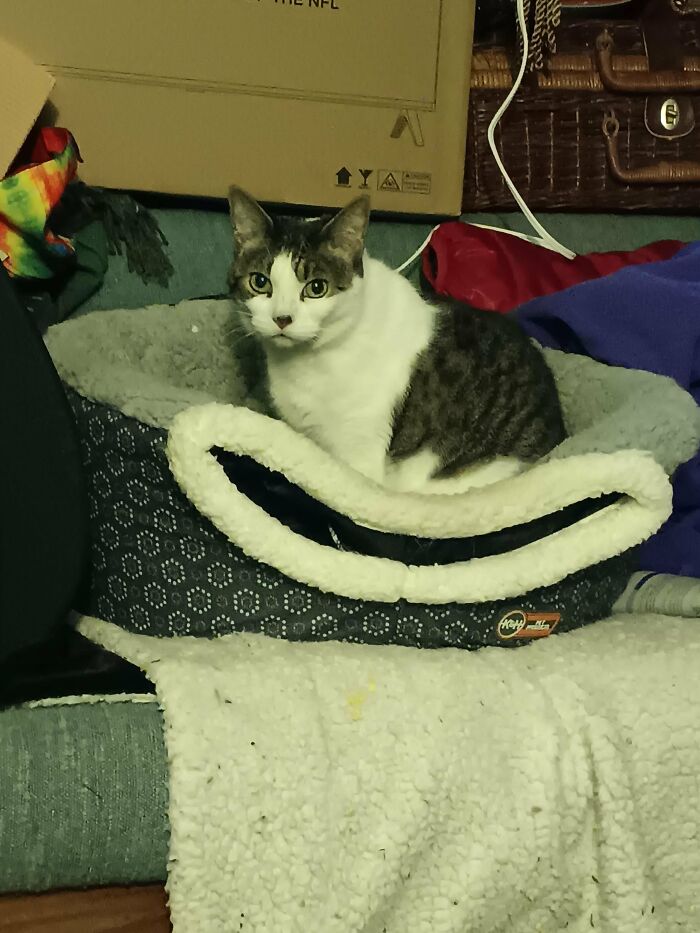 30 Heart-Melting Stories Which Prove That The Cat Chooses Its Parent, Not The Other Way Round