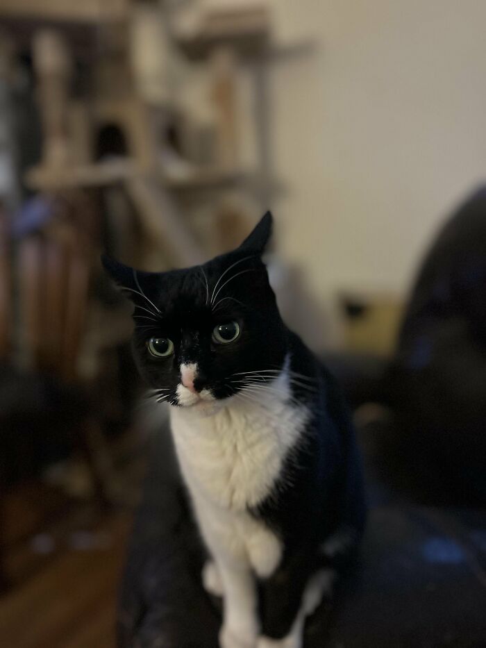 30 Heart-Melting Stories Which Prove That The Cat Chooses Its Parent, Not The Other Way Round