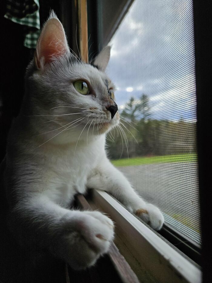 30 Heart-Melting Stories Which Prove That The Cat Chooses Its Parent, Not The Other Way Round