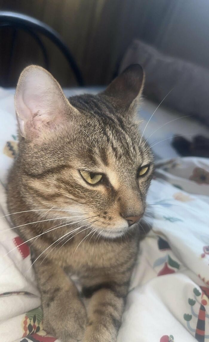 30 Heart-Melting Stories Which Prove That The Cat Chooses Its Parent, Not The Other Way Round