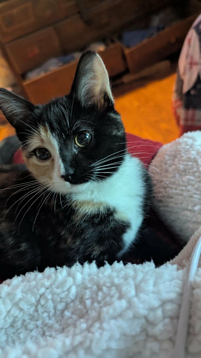 30 Heart-Melting Stories Which Prove That The Cat Chooses Its Parent, Not The Other Way Round