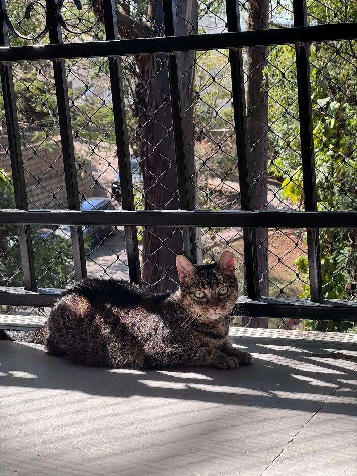 30 Heart-Melting Stories Which Prove That The Cat Chooses Its Parent, Not The Other Way Round