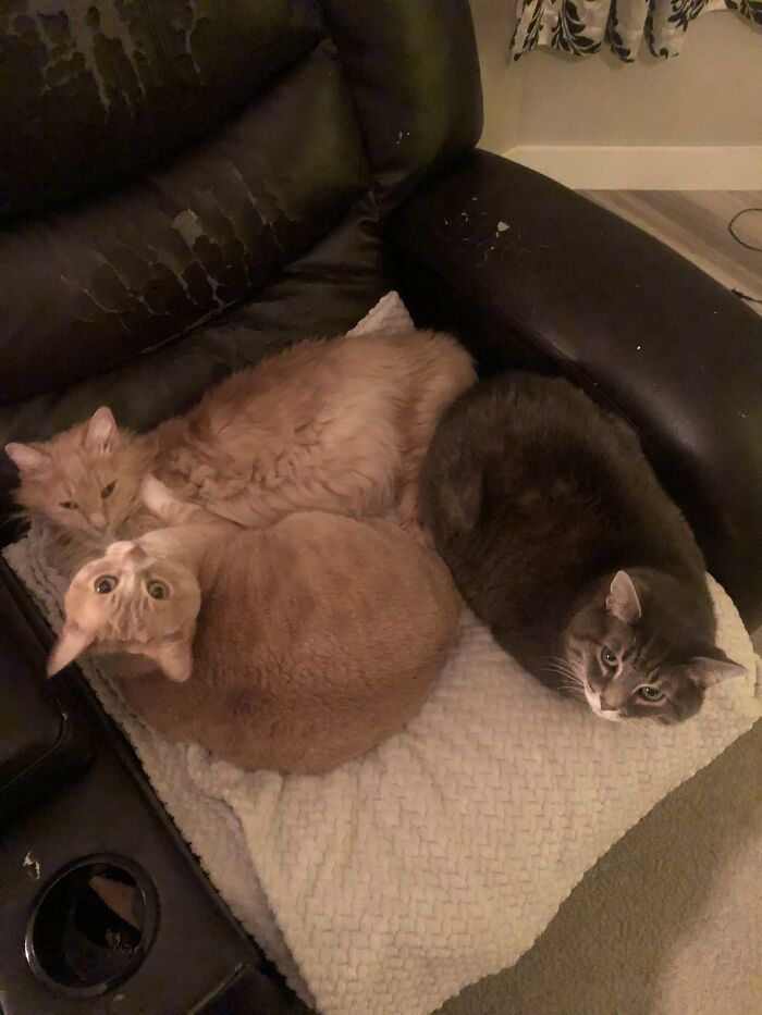 30 Heart-Melting Stories Which Prove That The Cat Chooses Its Parent, Not The Other Way Round