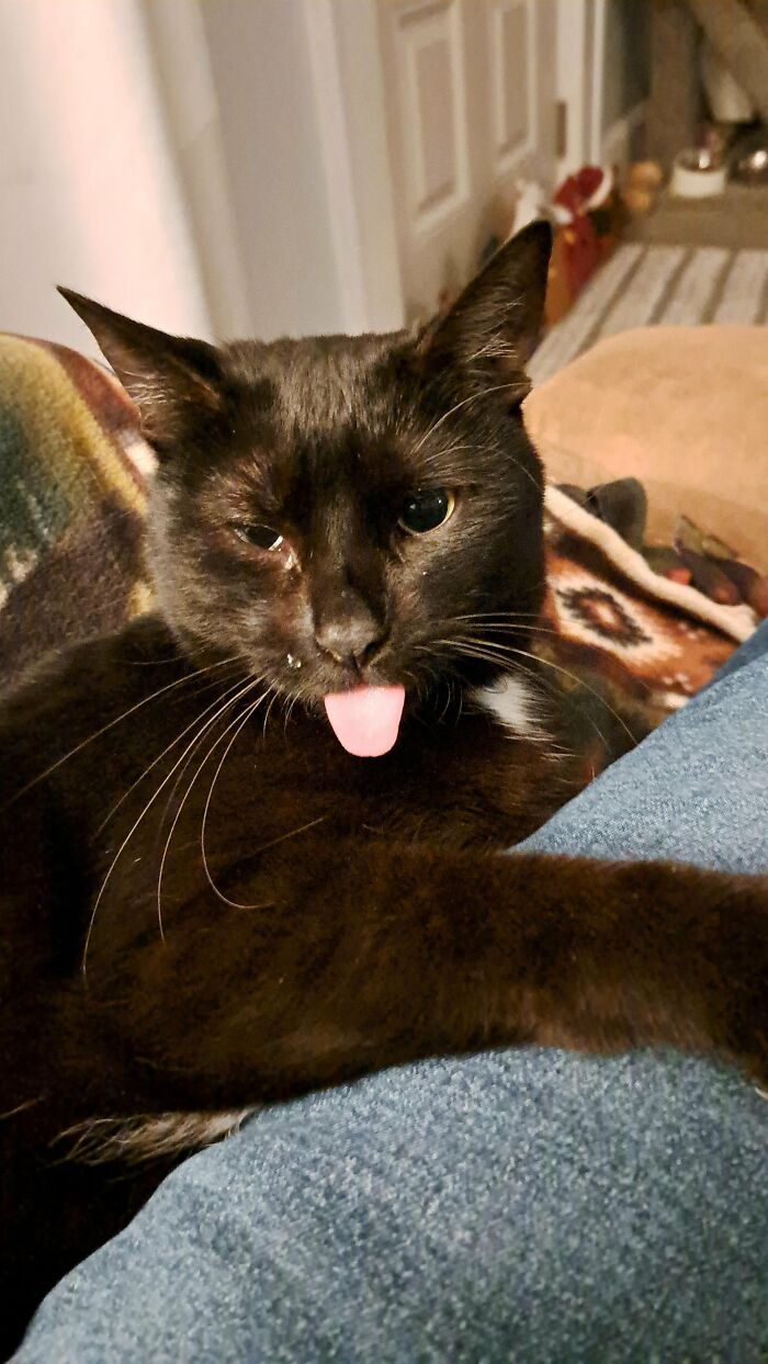 30 Heart-Melting Stories Which Prove That The Cat Chooses Its Parent, Not The Other Way Round