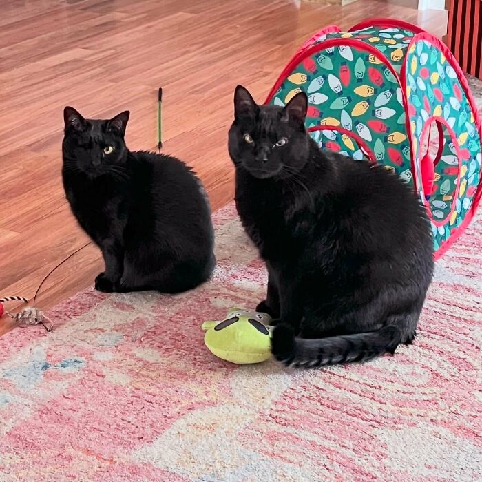 30 Heart-Melting Stories Which Prove That The Cat Chooses Its Parent, Not The Other Way Round