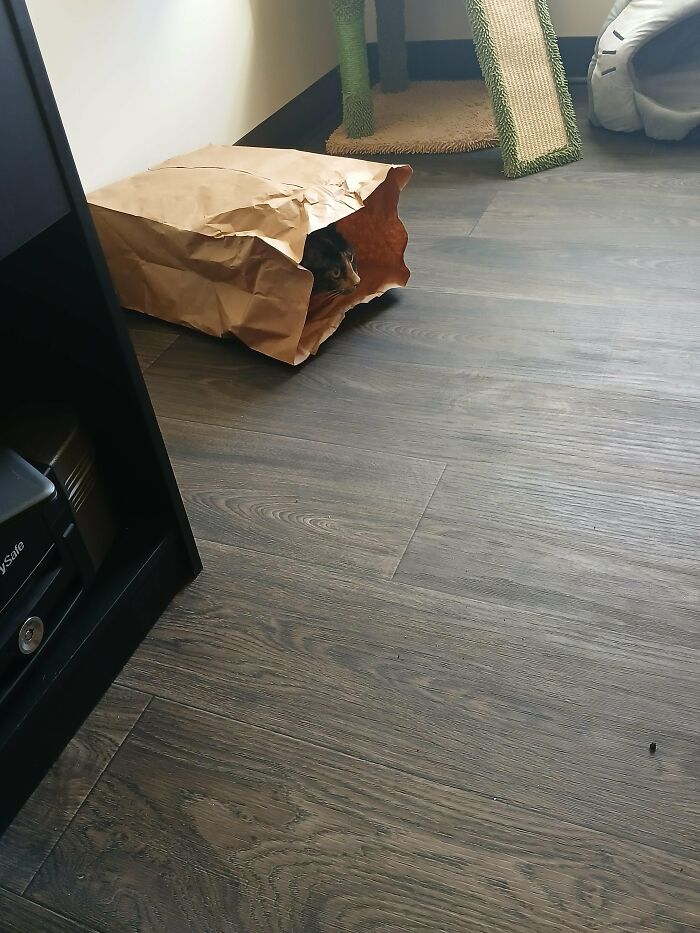 30 Heart-Melting Stories Which Prove That The Cat Chooses Its Parent, Not The Other Way Round