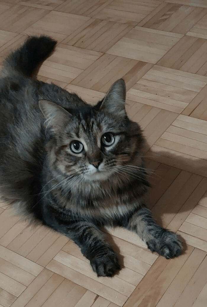 30 Heart-Melting Stories Which Prove That The Cat Chooses Its Parent, Not The Other Way Round