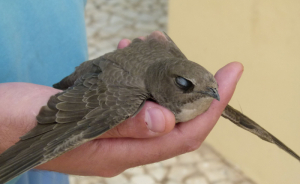 Meet 15 Animal Species Redefining Sleep Science