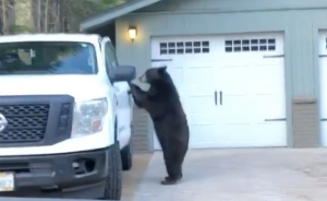 These Animals Genuinely Think They Belong With The Rest Of Us