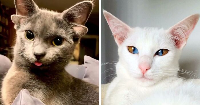 “1 In 2,000,000”: 46 Animals With Rare Genetic Mutations That Don’t Even Look Real (New Pics)