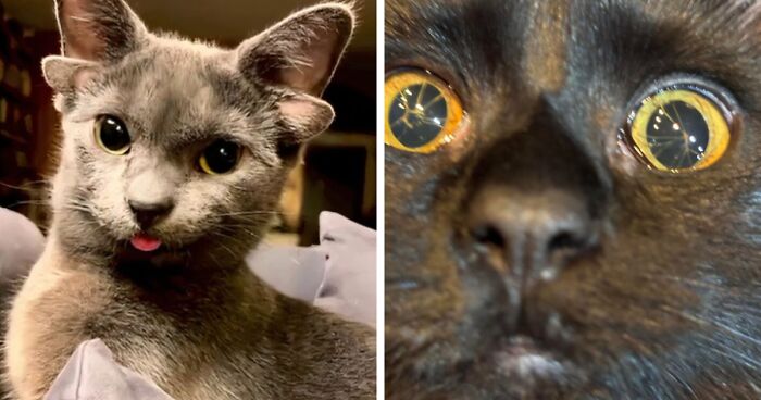 “1 In 2,000,000”: 46 Animals With Rare Genetic Mutations That Don’t Even Look Real (New Pics)