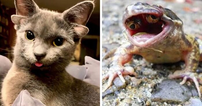 “1 In 2,000,000”: 46 Animals With Rare Genetic Mutations That Don’t Even Look Real (New Pics)
