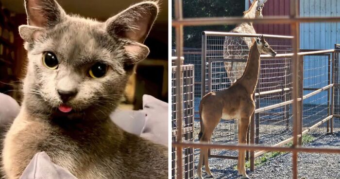 “1 In 2,000,000”: 46 Animals With Rare Genetic Mutations That Don’t Even Look Real (New Pics)