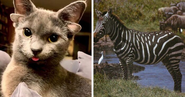 “1 In 2,000,000”: 46 Animals With Rare Genetic Mutations That Don’t Even Look Real (New Pics)