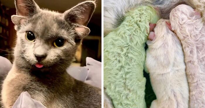 “1 In 2,000,000”: 46 Animals With Rare Genetic Mutations That Don’t Even Look Real (New Pics)