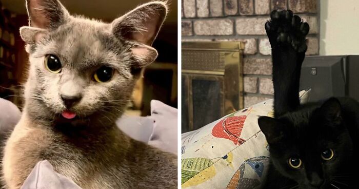 “1 In 2,000,000”: 46 Animals With Rare Genetic Mutations That Don’t Even Look Real (New Pics)