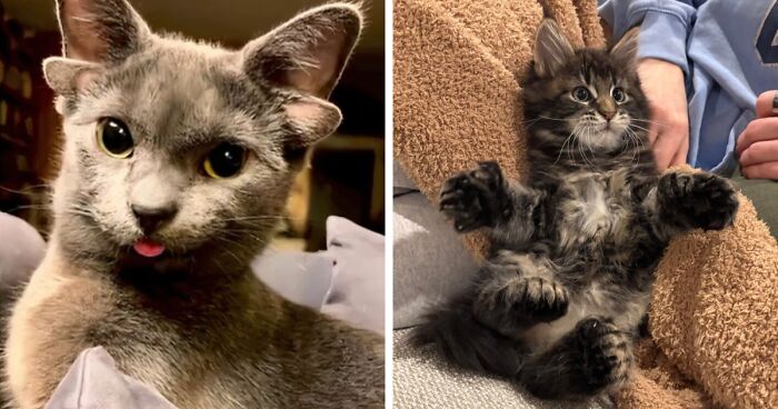 “1 In 2,000,000”: 46 Animals With Rare Genetic Mutations That Don’t Even Look Real (New Pics)