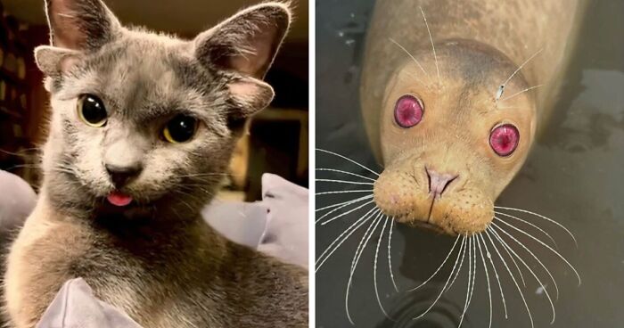 “1 In 2,000,000”: 46 Animals With Rare Genetic Mutations That Don’t Even Look Real (New Pics)