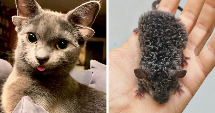 “1 In 2,000,000”: 46 Animals With Rare Genetic Mutations That Don’t Even Look Real (New Pics)