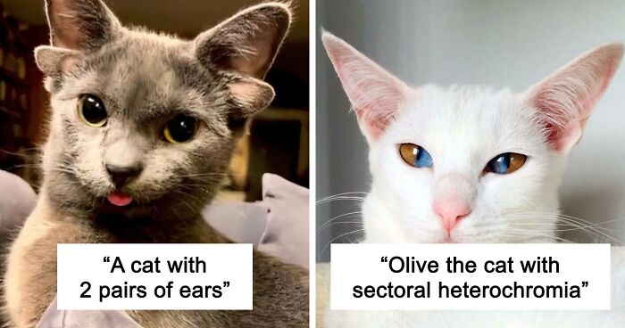 “1 In 2,000,000”: 46 Animals With Rare Genetic Mutations That Don’t Even Look Real (New Pics)