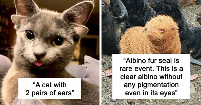 “1 In 2,000,000”: 46 Animals With Rare Genetic Mutations That Don’t Even Look Real (New Pics)