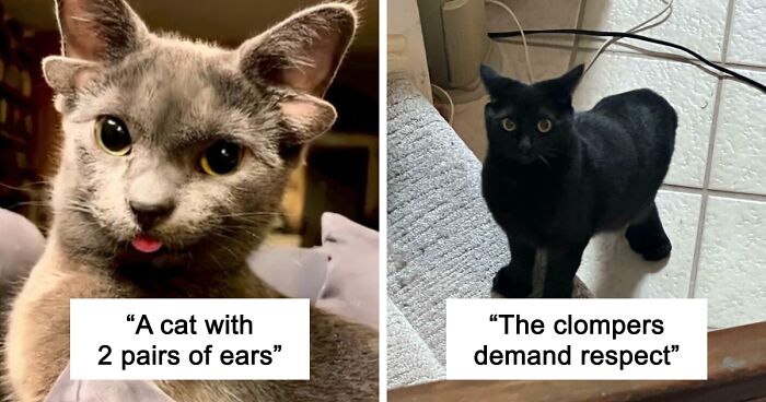 “1 In 2,000,000”: 46 Animals With Rare Genetic Mutations That Don’t Even Look Real (New Pics)