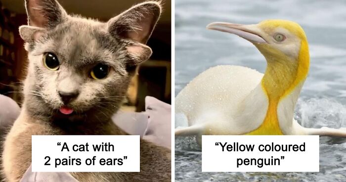 “1 In 2,000,000”: 46 Animals With Rare Genetic Mutations That Don’t Even Look Real (New Pics)