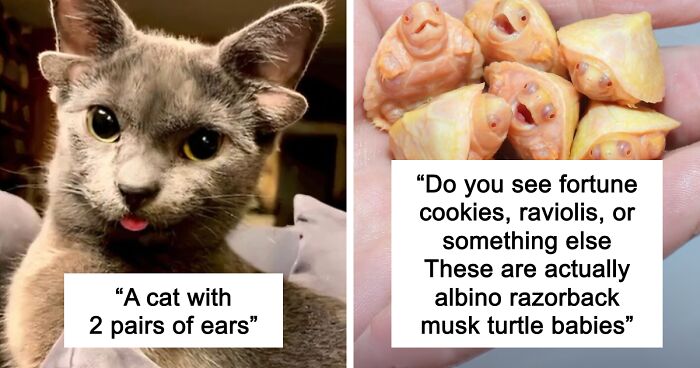 “1 In 2,000,000”: 46 Animals With Rare Genetic Mutations That Don’t Even Look Real (New Pics)