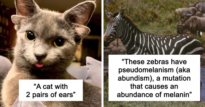 “1 In 2,000,000”: 46 Animals With Rare Genetic Mutations That Don’t Even Look Real (New Pics)