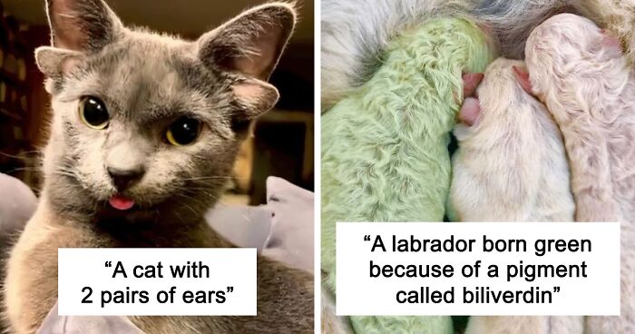 “1 In 2,000,000”: 46 Animals With Rare Genetic Mutations That Don’t Even Look Real (New Pics)